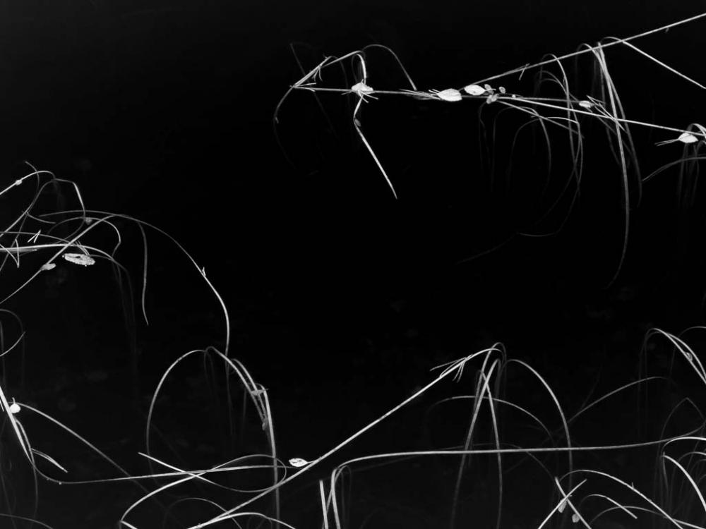 reeds on surface of water