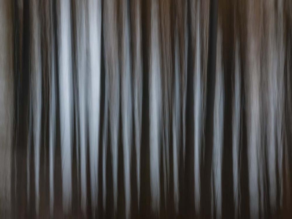 Photo of trees in dark forest