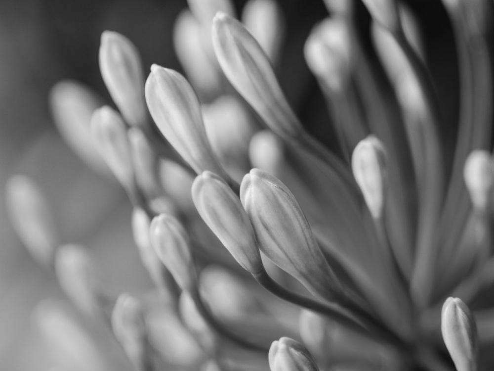 Agapanthus