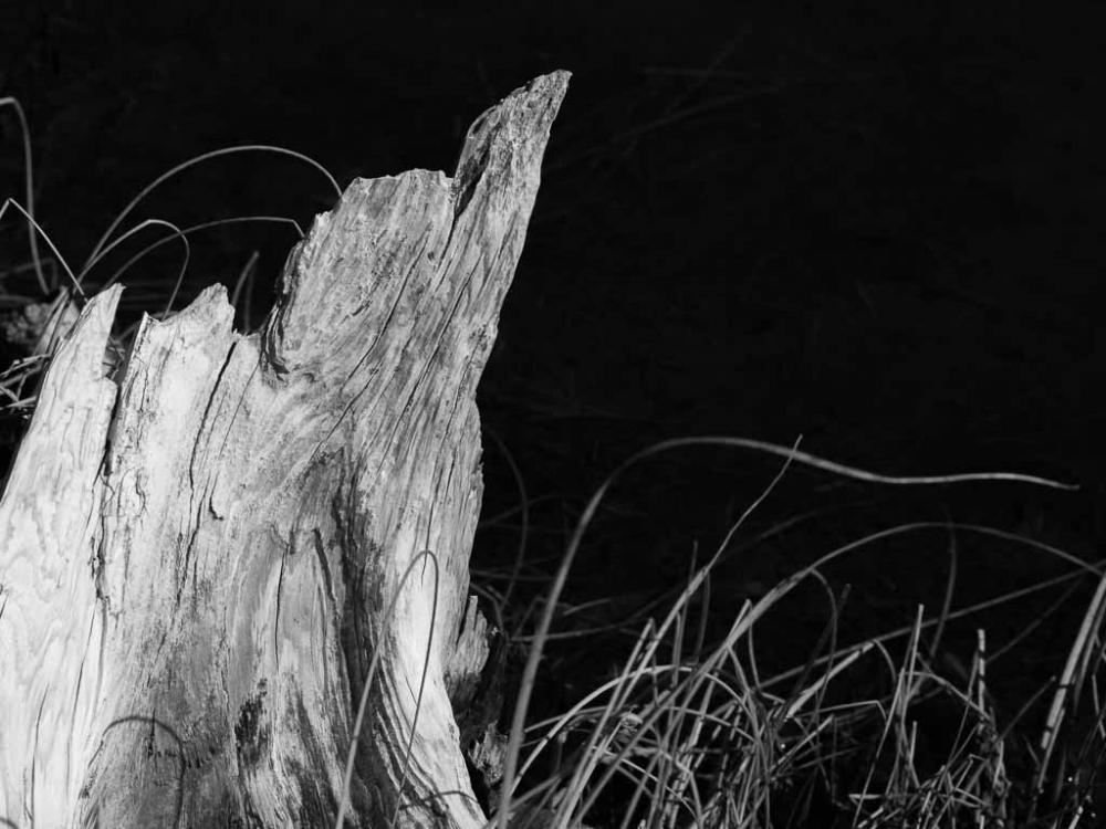 Black and white photo of tree trunk