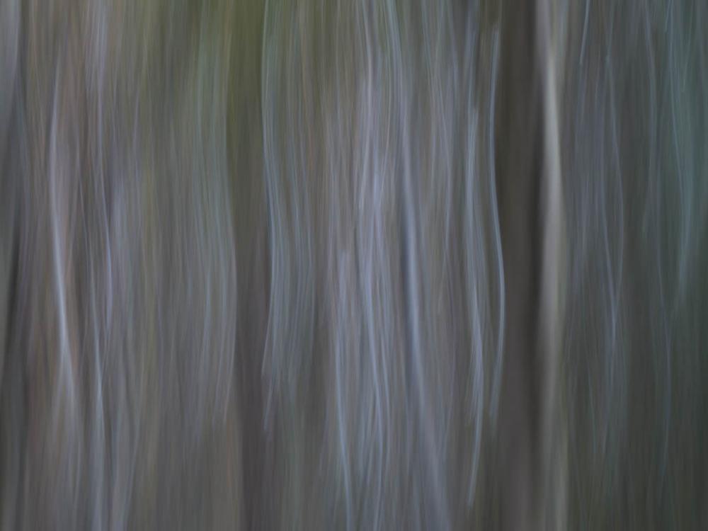 Abstract photo of tree woods