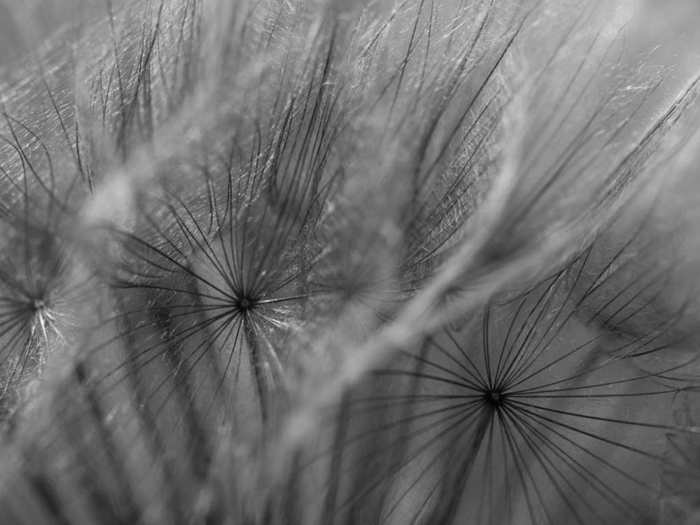 seed head