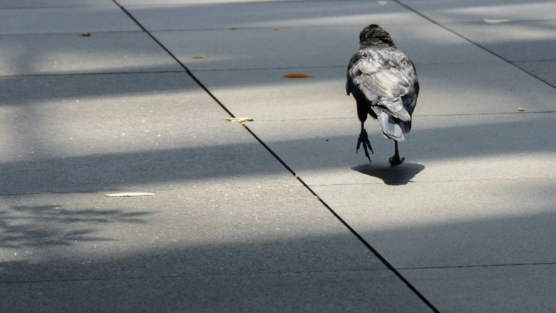 crow on pavement