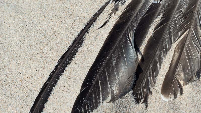 wing feathers