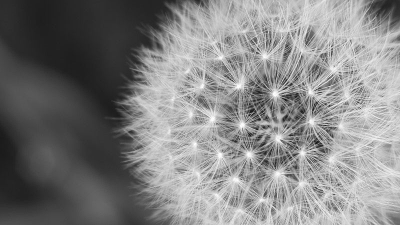 Dandelion head