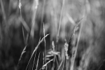 Field Grass