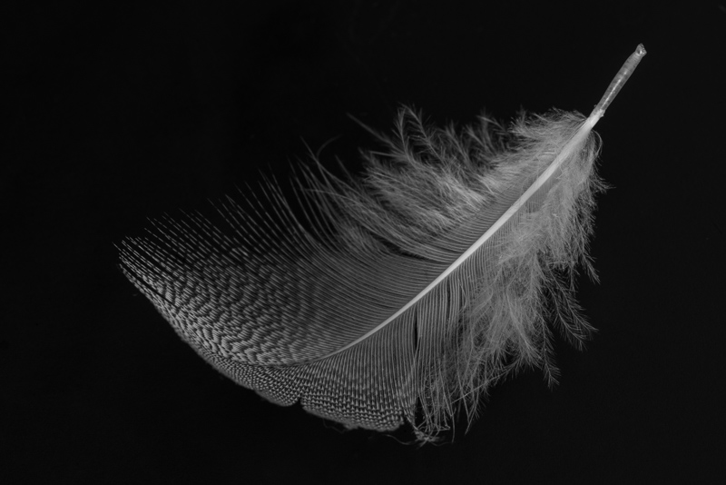 Feather