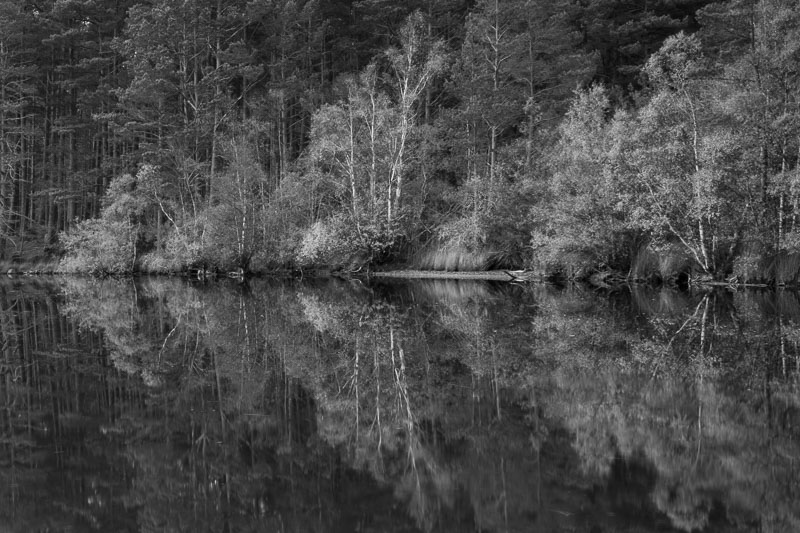 Trees at loch edge
