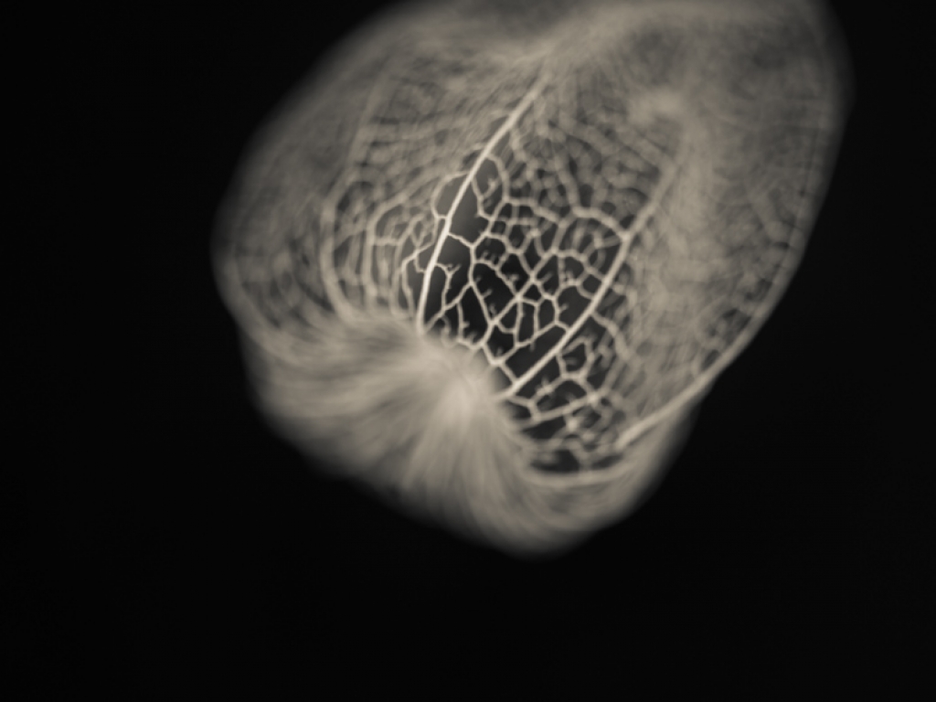 physalis calyx