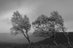 Three Sisters