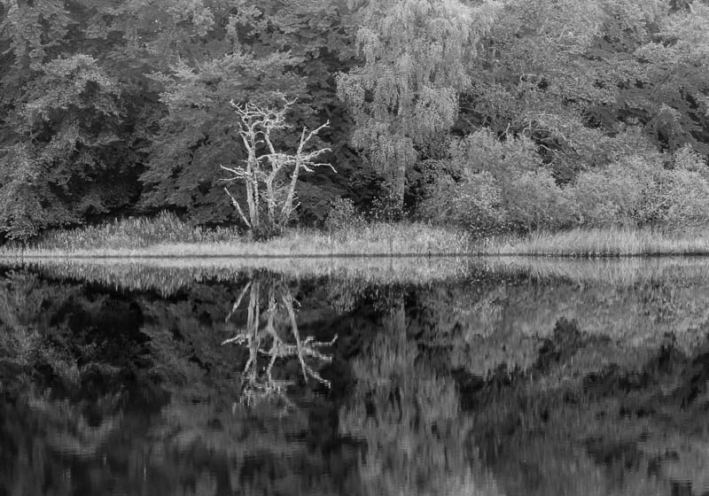 tree reflected in loch