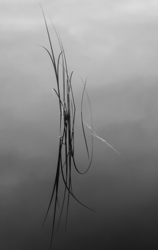 reeds in loch