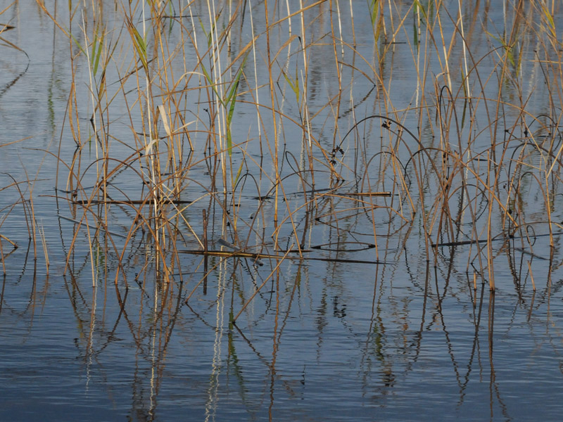 reeds in loch