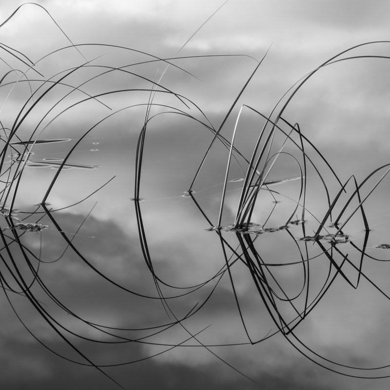 reeds
